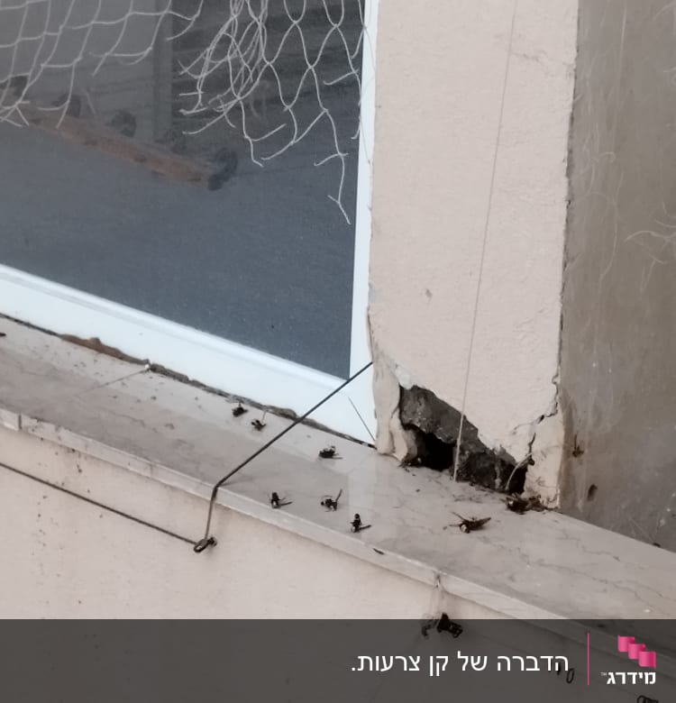 חרקים מתים על אדן חלון ליד חור בקיר